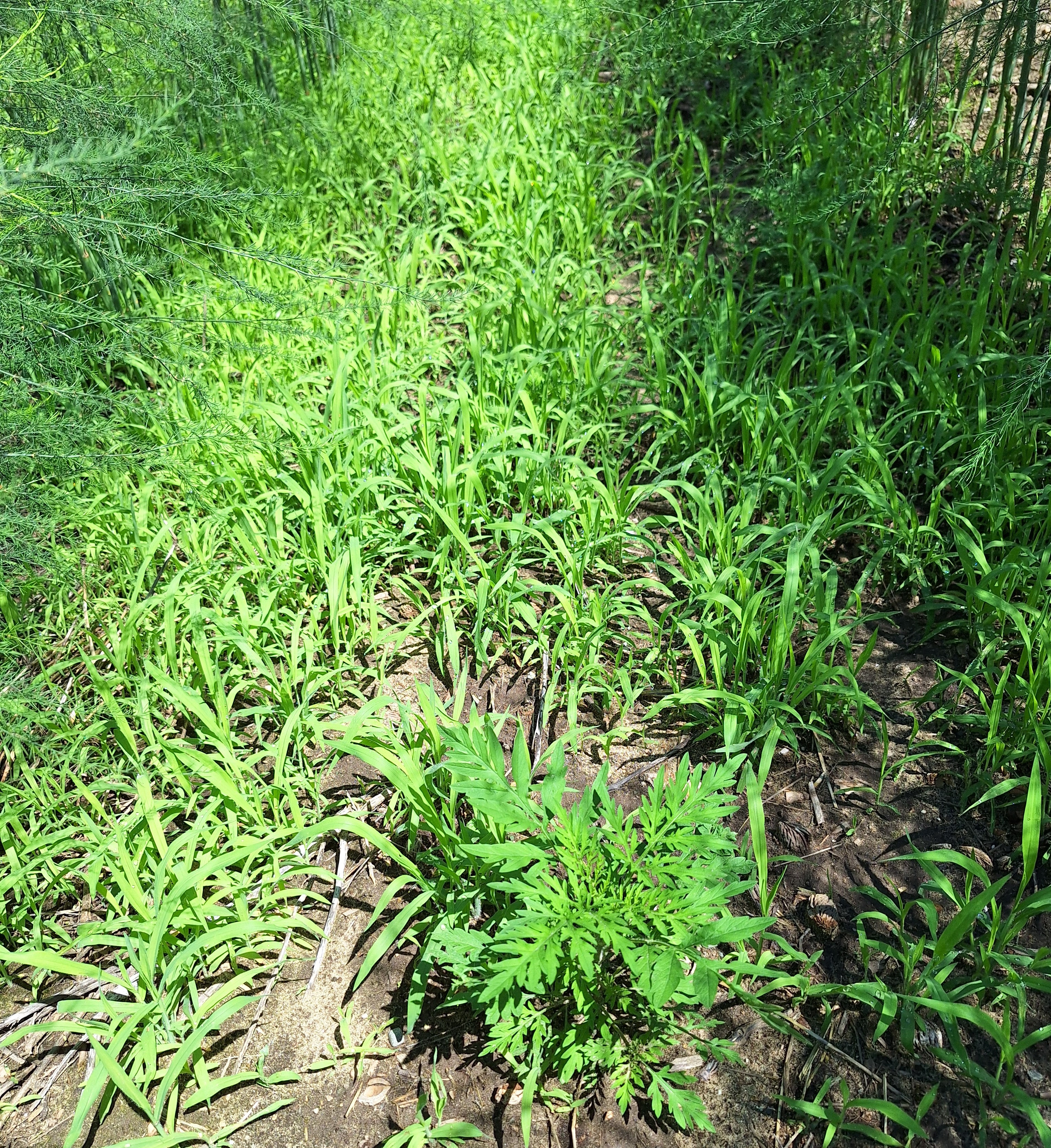 Crabgrass growing in asparagus field.